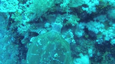 Şahin gagalı deniz kaplumbağası (Eretmochelys imbricata) Resifteki yumuşak mercanları yer, Kızıl Deniz