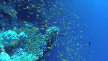 Birçok renkli tropikal mercan balığı kalibreli ve yumuşak mercanların yakınında Kızıl Deniz 'deki bir resifte.