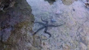 Kırılgan yıldızlar, yılan yıldızlar - Ophiura Kızıldeniz 'de, Mısır' da bir mercan resifinde dipte sürünür.