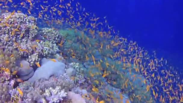 Kızıl Deniz Mısır Daki Kıyı Bölgesinde Tropikal Balıklarla Dolu Renkli — Stok video