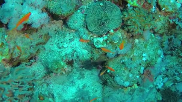 Suun Kautta Fungia Koralliriutalla Punaisellamerellä — kuvapankkivideo