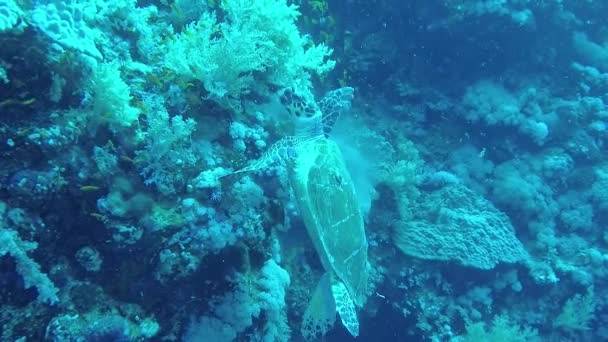 Zeeschildpad Eretmochelys Imbricata Eet Zacht Koraal Het Rif Elphinstone Rode — Stockvideo