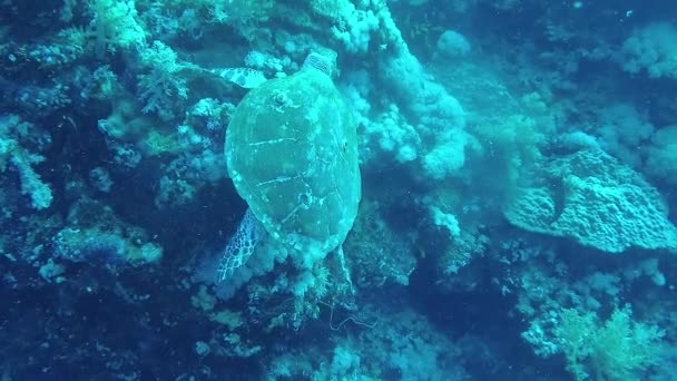 Tartaruga Marinha Hawksbill Eretmochelys Imbricata Come Corais Macios Recife Elphinstone — Vídeo de Stock