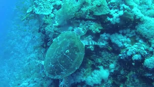 Hawksbill Mořská Želva Eretmochelys Imbricata Měkké Korály Útesu Elphinstone Rudé — Stock video