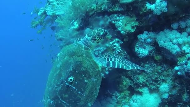 Θαλάσσια Χελώνα Hawksbill Eretmochelys Imbricata Τρώει Μαλακά Κοράλλια Στον Ύφαλο — Αρχείο Βίντεο