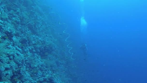 Kızıldeniz Deki Mercan Resifinde Mercanlar Tropikal Balıklar — Stok video