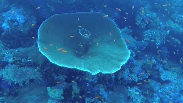 Grand Corail Plat Poissons Tropicaux Sur Récif Corallien Dans Mer — Video