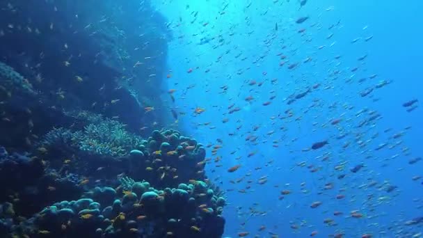Muchos Coloridos Peces Coral Tropical Cerca Corales Calcáreos Suaves Arrecife — Vídeos de Stock