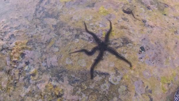 Schlangensterne Schlangensterne Ophiura Krabbelt Boden Eines Korallenriffs Roten Meer Ägypten — Stockvideo