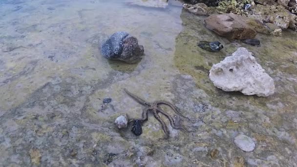 Estrelas Frágeis Estrelas Serpentes Ophiura Rasteja Longo Fundo Recife Coral — Vídeo de Stock