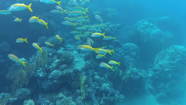 Sarı Yüzgeçli Keçi Balığı Mulloides Vanicolensis Bir Balık Sürüsü Mercan — Stok video