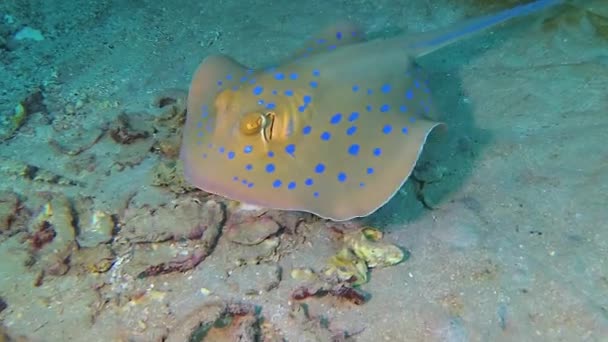 在埃及的玛莎海的一个珊瑚礁上 蓝纹丝带尾鱼躺在沙滩上 或者漂浮在珊瑚之间 红海的鱼 — 图库视频影像