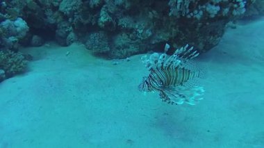 Sıradan aslan balığı (Pterois volitans), bir mercan resifinin üzerinde avlanır ve yüzer. Kızıl Deniz, Mısır