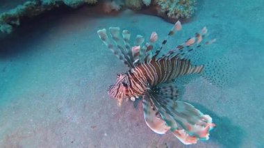Sıradan aslan balığı (Pterois volitans), bir mercan resifinin üzerinde avlanır ve yüzer. Kızıl Deniz, Mısır