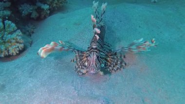 Sıradan aslan balığı (Pterois volitans), bir mercan resifinin üzerinde avlanır ve yüzer. Kızıl Deniz, Mısır
