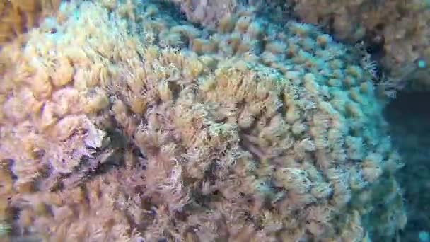 Korallvågornas Tentakler Ström Vatten Korallrev Röda Havet Livkorallrev — Stockvideo