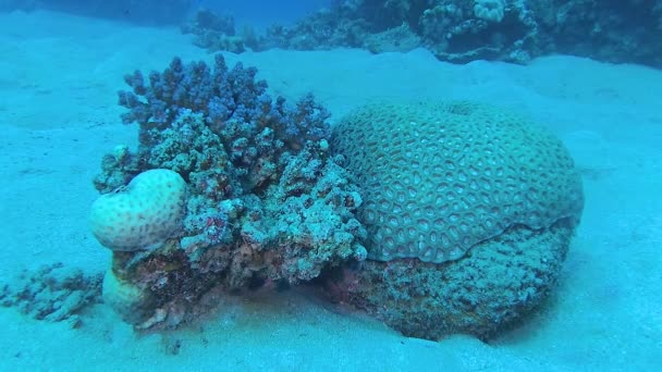 Kızıldeniz Deki Bir Mercan Resifinde Sarı Dalgalı Mercan Türbinaria Mezsenterina — Stok video