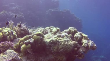 Birçok renkli tropikal mercan balığı kalibreli ve yumuşak mercanların yakınında Kızıl Deniz 'deki bir resifte.