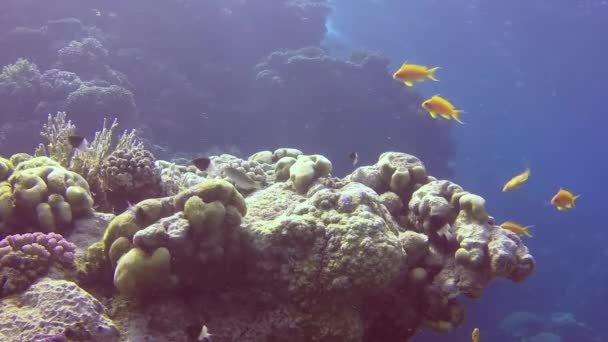 Многие Красочные Тропические Коралловые Рыбы Вблизи Известковых Мягких Кораллов Рифе — стоковое видео