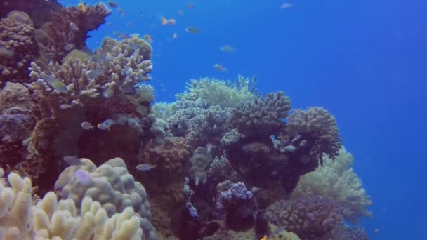 紅海のサンゴ礁の石灰質で柔らかいサンゴの近くに多くのカラフルな熱帯サンゴの魚 — ストック動画