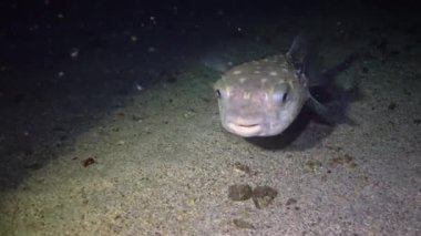 Sarı benekli burrfish (Cyclichthys spilostylus), Kızıl Deniz 'deki bir mercan resifinin yakınında gece yüzer.