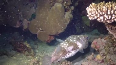 Sarı benekli burrfish (Cyclichthys spilostylus), Kızıl Deniz 'deki bir mercan resifinin yakınında gece yüzer.