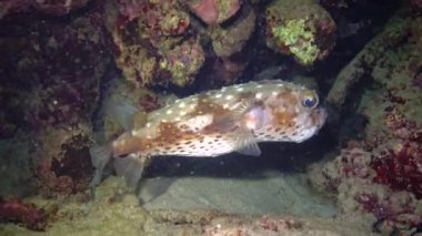 Sarı benekli burrfish (Cyclichthys spilostylus), Kızıl Deniz 'deki bir mercan resifinin yakınında gece yüzer.