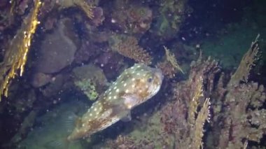Sarı benekli burrfish (Cyclichthys spilostylus), Kızıl Deniz 'deki bir mercan resifinin yakınında gece yüzer.