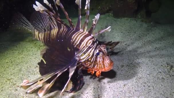 Lionfish Comum Pterois Volitans Peixes Tropicais Recife Coral Mar Vermelho — Vídeo de Stock