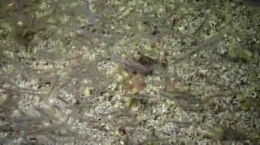 Yaygın aslan balığı (Pterois volitans), Mısır 'da Kızıldeniz' de bir mercan resifi üzerinde tropikal balık.