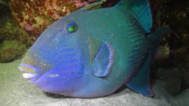 Mavi tetik balığı (Pseudobalistes fuscus), Kızıl Deniz 'deki bir mercan resifinin yanında geceleri uyur.