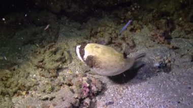 Maskeli balon (Arothron diadematus), mercan resifi yakınlarındaki kumun dibinde geceleri balık avlar.