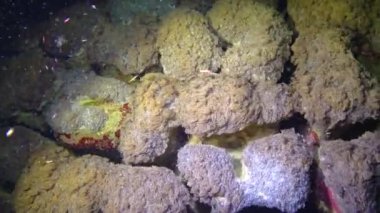 Mercanların dokunaçları bir su akıntısında dalgalanıyor, Kızıl Deniz 'deki mercan resifleri.