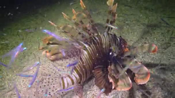 Lionfish Pterois Volitans Poisson Tropical Sur Récif Corallien Mer Rouge — Video