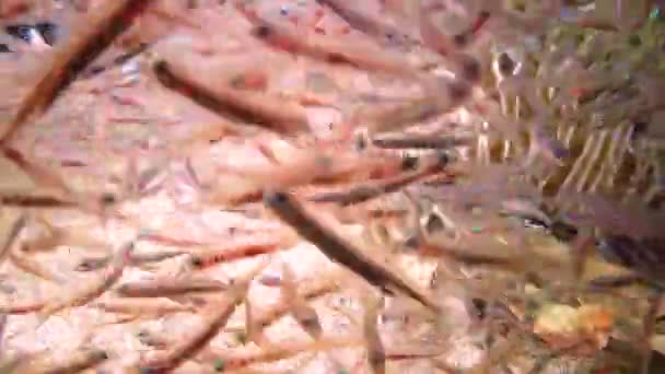 Обыкновенные Львы Pterois Volitans Тропические Рыбы Коралловом Рифе Красном Море — стоковое видео