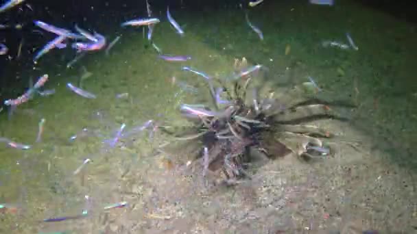 Lionfish Comum Pterois Volitans Peixes Tropicais Recife Coral Mar Vermelho — Vídeo de Stock