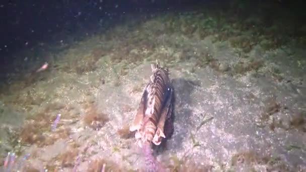 Yaygın Aslan Balığı Pterois Volitans Mısır Kızıldeniz Bir Mercan Resifi — Stok video