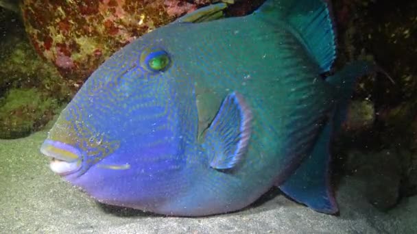Pez Ballesta Azul Pseudobalistes Fuscus Duerme Por Noche Cerca Arrecife — Vídeo de stock