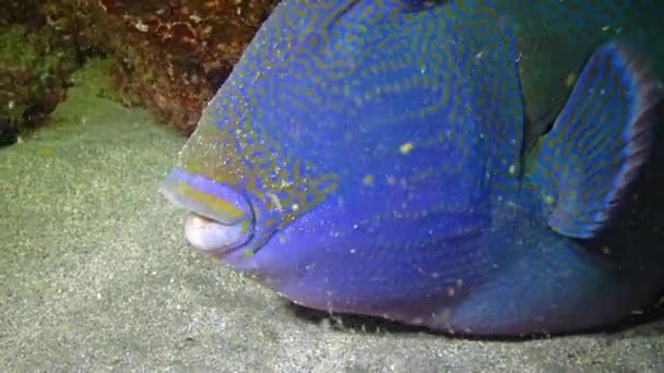 Blauer Drückerfisch Pseudobalistes Fuscus Schläft Nachts Der Nähe Eines Korallenriffs — Stockvideo
