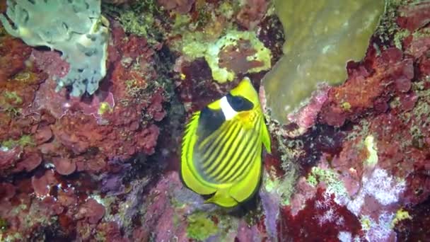 Pez Mariposa Rayado Chaetodon Fasciatus Nada Cerca Arrecife Coral Mar — Vídeo de stock
