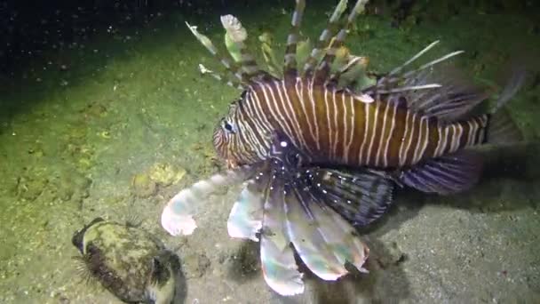 Yaygın Aslan Balığı Pterois Volitans Mısır Kızıldeniz Bir Mercan Resifi — Stok video