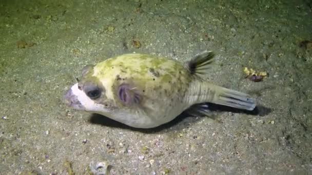 Maskeli Balon Arothron Diadematus Mercan Resifi Yakınlarındaki Kumun Dibinde Geceleri — Stok video