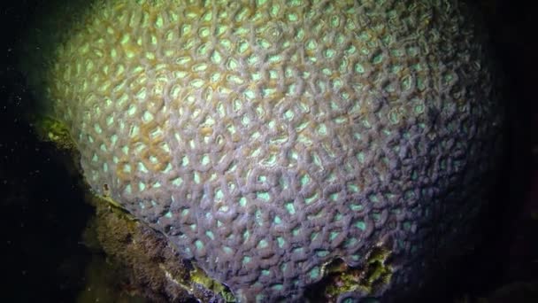 Mussidae Mozkový Korál Korálovém Útesu Rudém Moři — Stock video