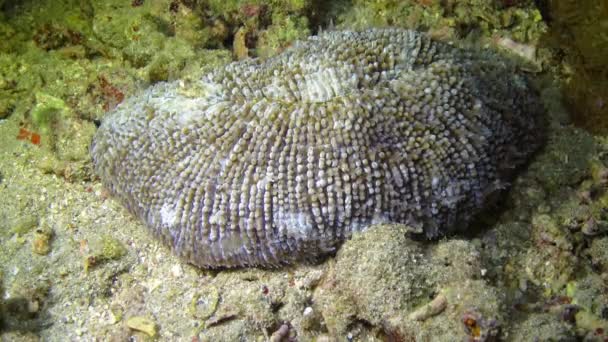 Tentacoli Corallo Vivo Fungia Una Barriera Corallina Nel Mar Rosso — Video Stock