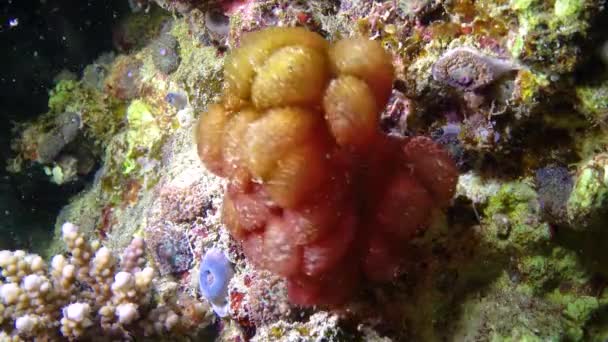 紅海のサンゴ礁の上の水の中の赤い藻類の揺れ — ストック動画