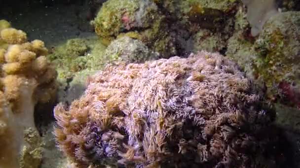 Tentacles Coral Wave Stream Water Coral Reef Red Sea — Stock Video