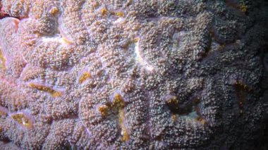 (Mussidae) Kızıl Deniz 'deki mercan resifinde bulunan beyin mercanı.