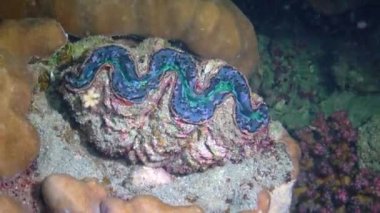 Bivalf (Tridacna Maxima) bivalf yumuşakçaları, Kızıl Deniz 'deki mercanların arasında yetişir.