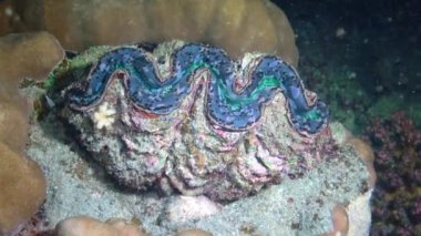 Bivalf (Tridacna Maxima) bivalf yumuşakçaları, Kızıl Deniz 'deki mercanların arasında yetişir.