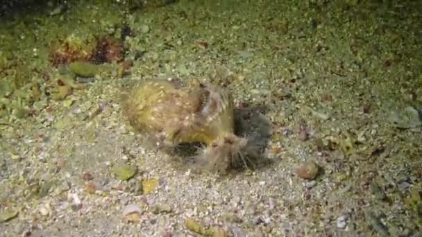 红海珊瑚礁附近 一只大型海葵与一只寄居蟹在一起 在它的腹足类壳上 — 图库视频影像